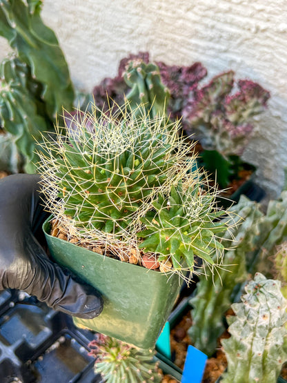 Big Mammilaria Camptrotricha Marnier | (C3) (r5) | 3.5Pot
