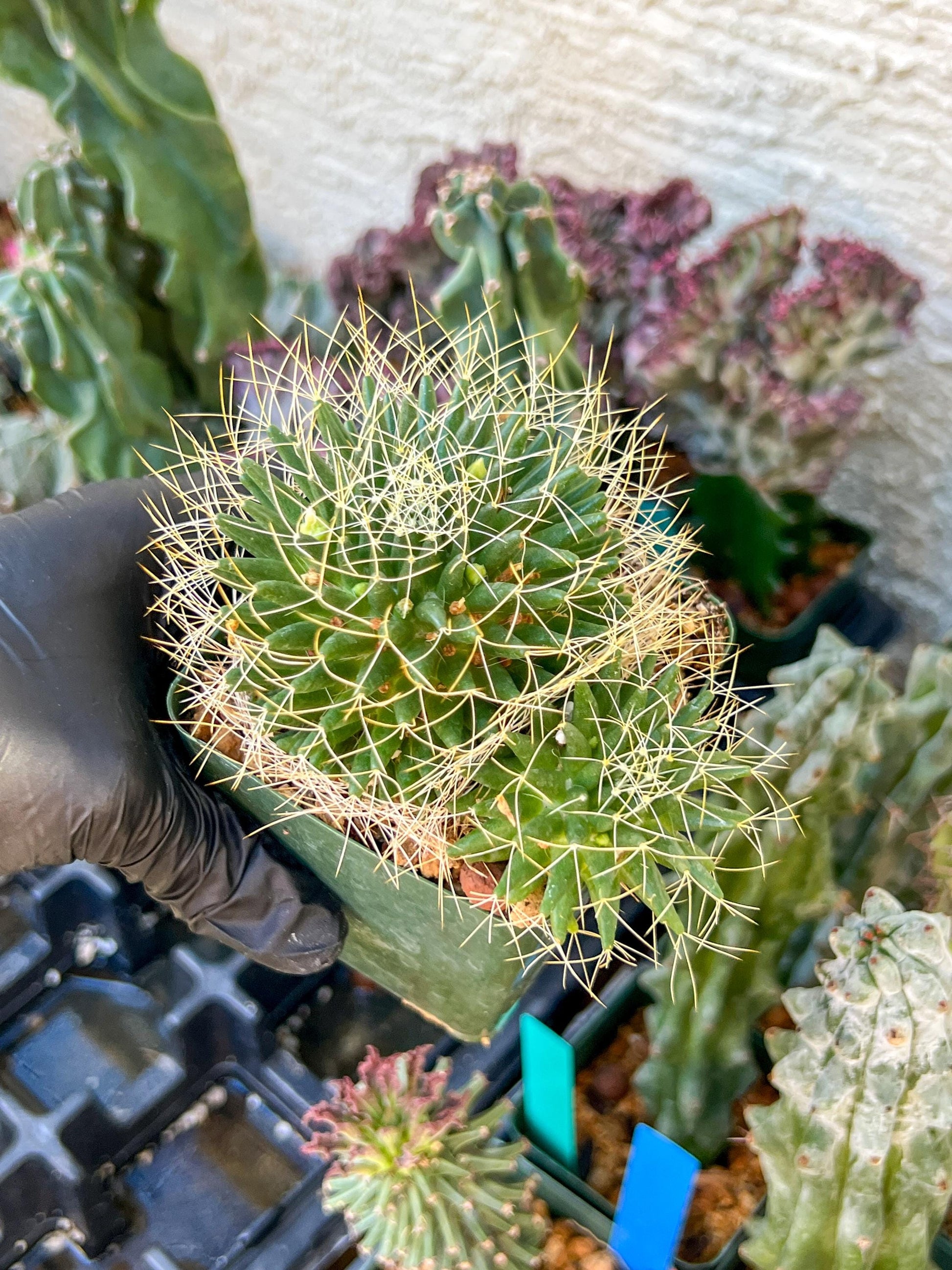 Big Mammilaria Camptrotricha Marnier | (C3) (r5) | 3.5Pot