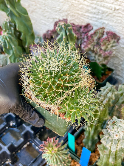 Big Mammilaria Camptrotricha Marnier | (C3) (r5) | 3.5Pot