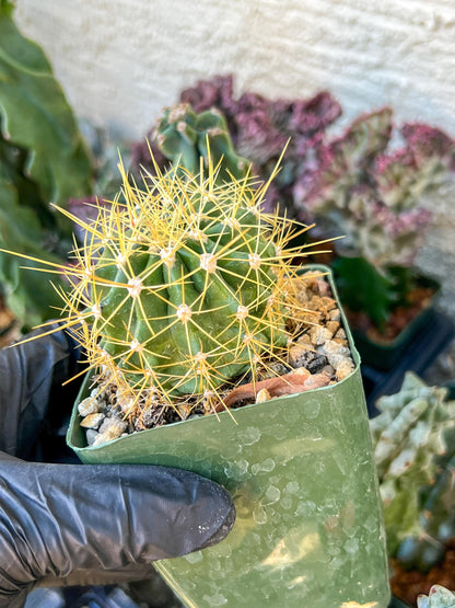 Ferocactus Pottsii Alamosanus | (C3) (r1) | 3.5Pot