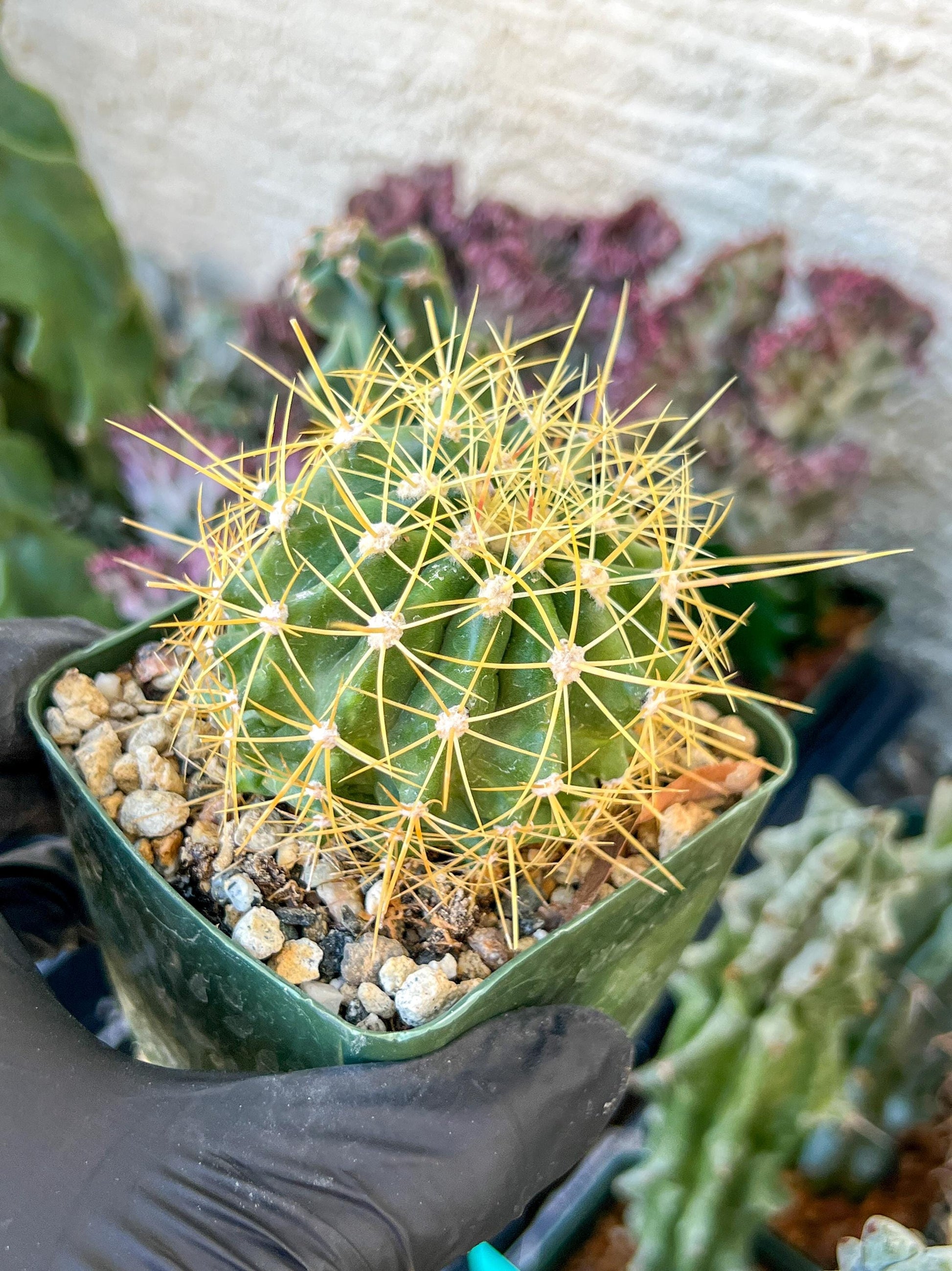 Ferocactus Pottsii Alamosanus | (C3) (r1) | 3.5Pot