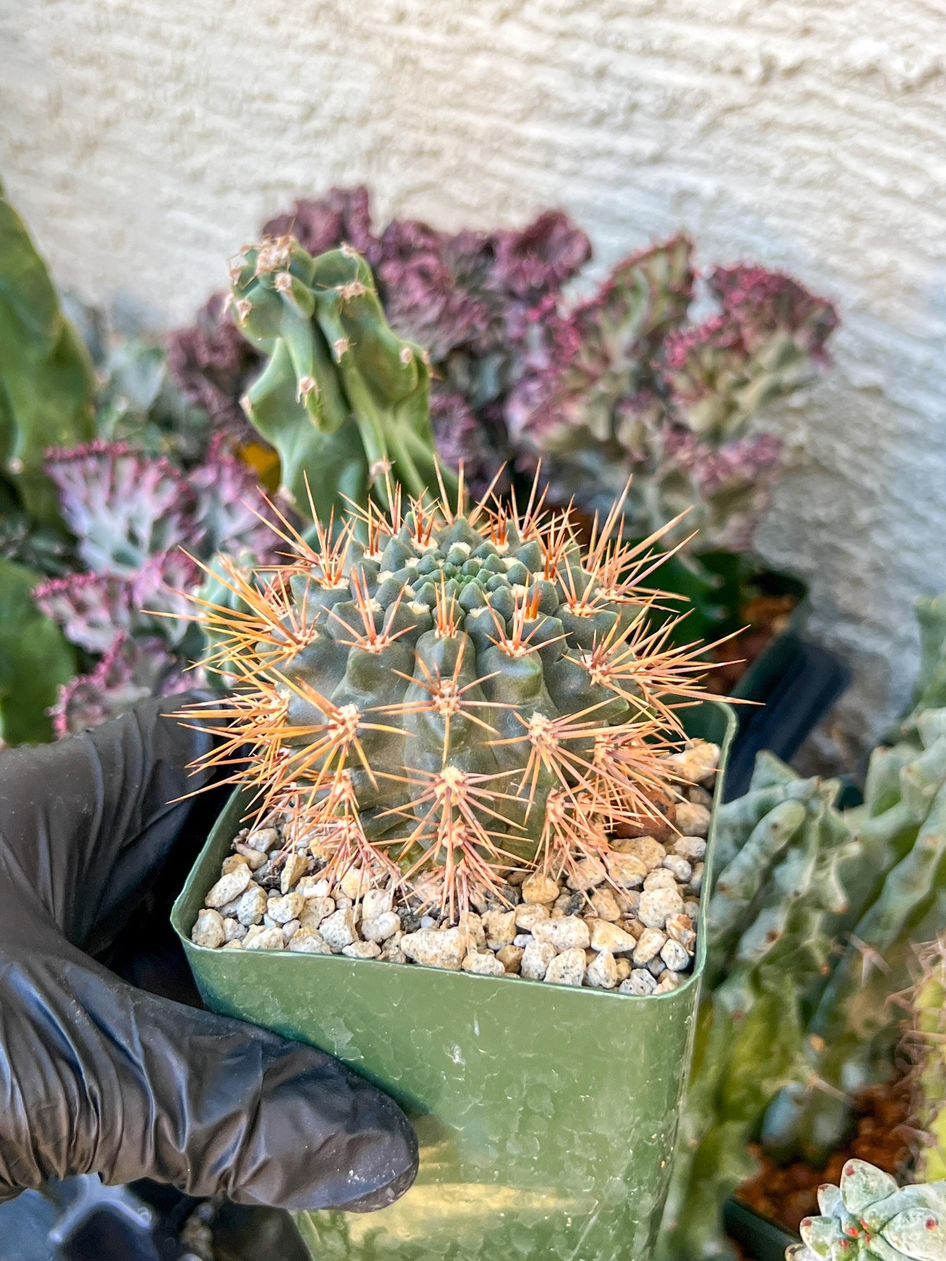 gymnocalycium neuhuberi | (C3) (r3) | 3.5Pot