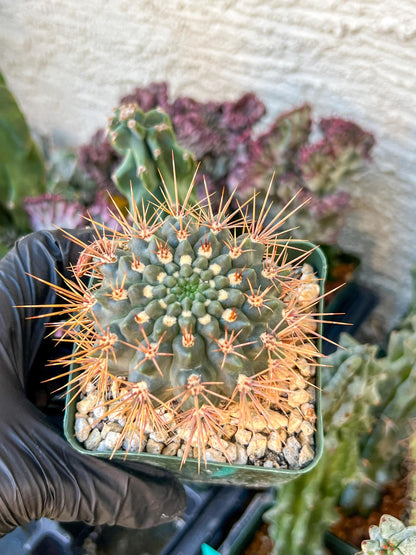 gymnocalycium neuhuberi | (C3) (r3) | 3.5Pot