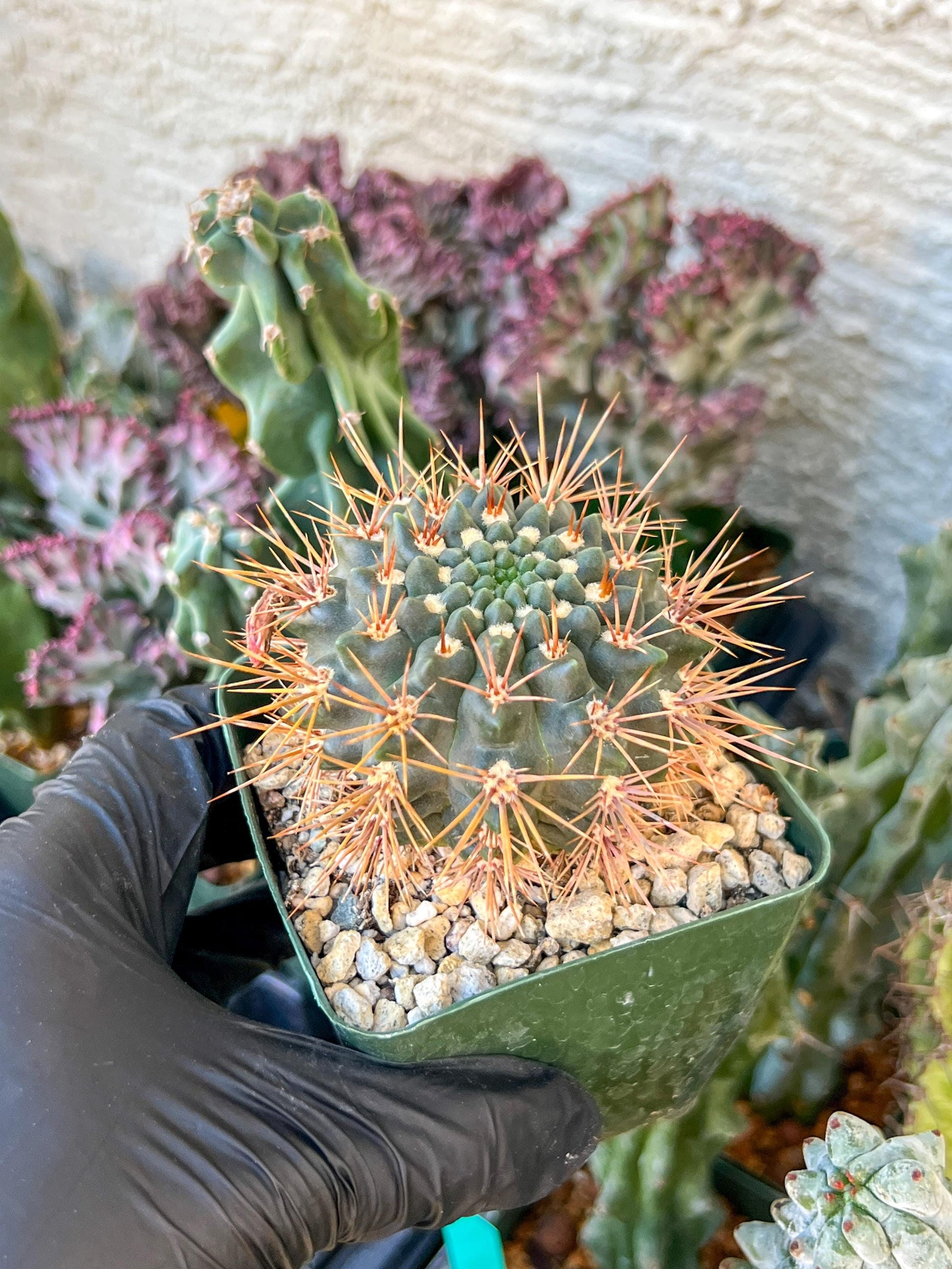 gymnocalycium neuhuberi | (C3) (r3) | 3.5Pot