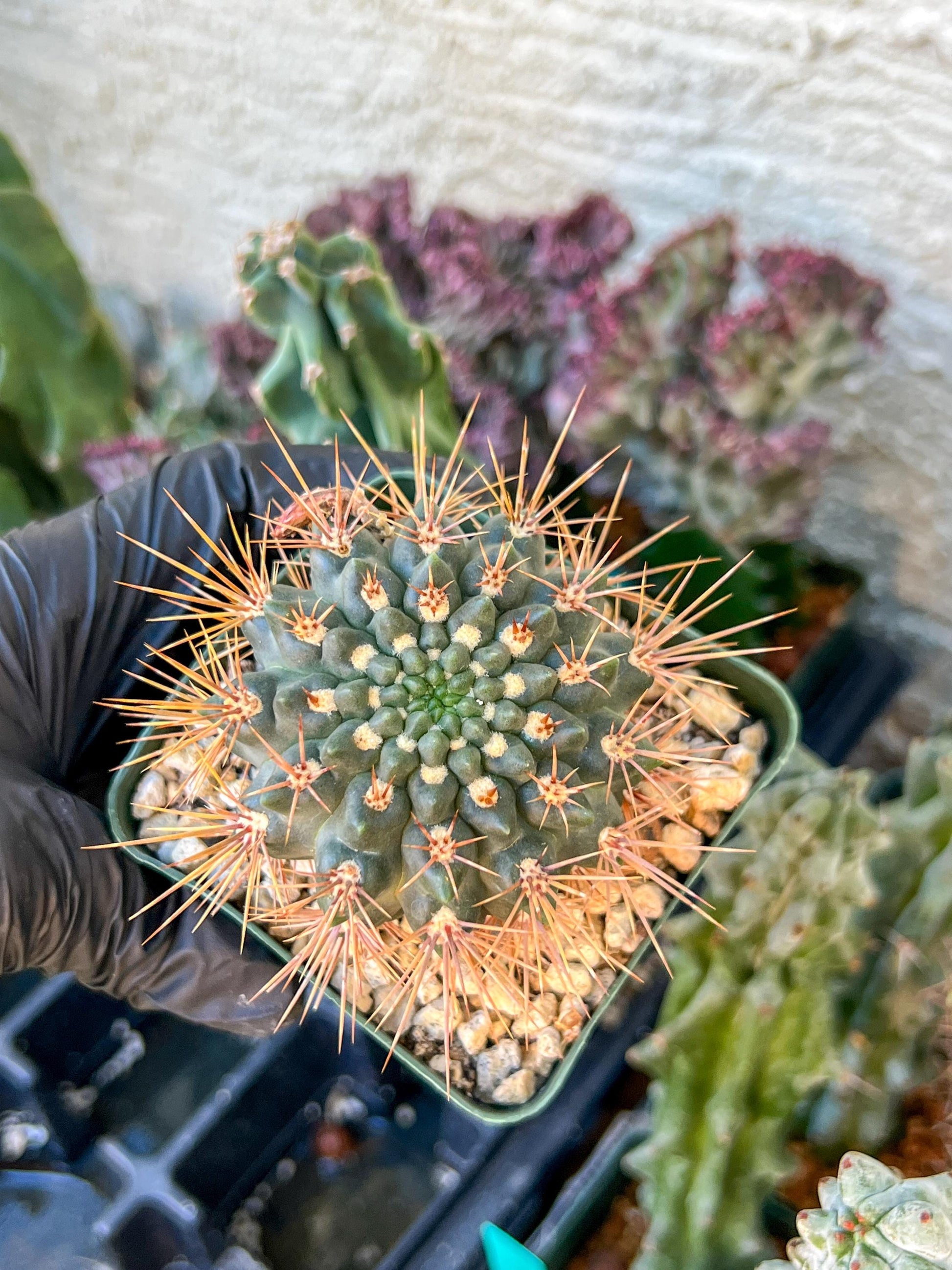 gymnocalycium neuhuberi | (C3) (r3) | 3.5Pot