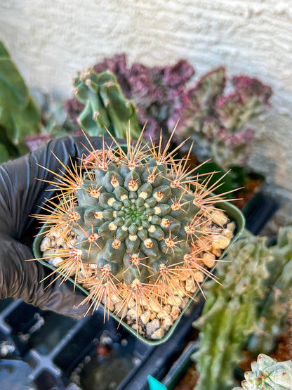 gymnocalycium neuhuberi | (C3) (r3) | 3.5Pot