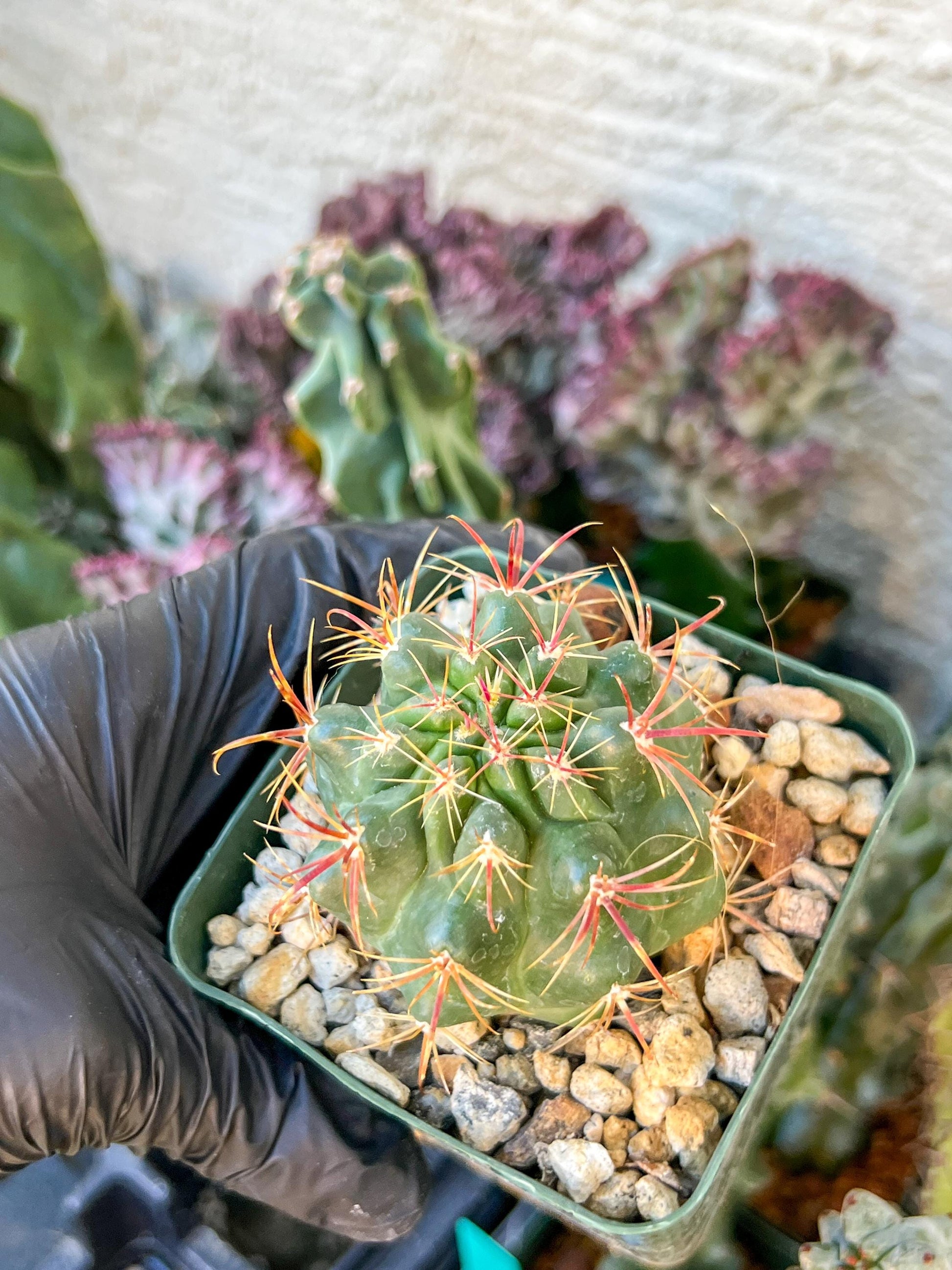 Ferocactus Viridescebs V Orcuttii Valle | (C3) (r2) | 3.5Pot