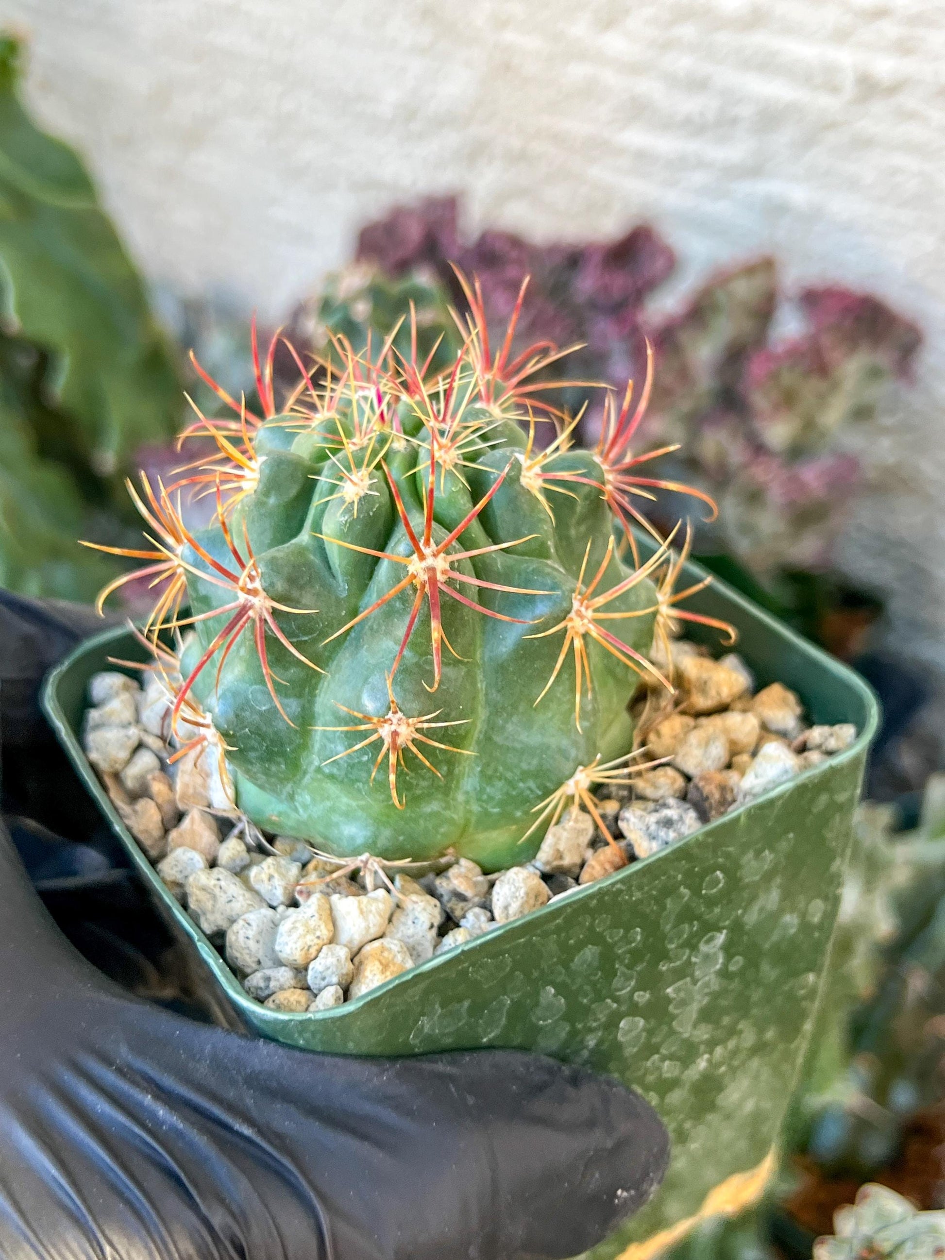 Ferocactus Viridescebs V Orcuttii Valle | (C3) (r2) | 3.5Pot