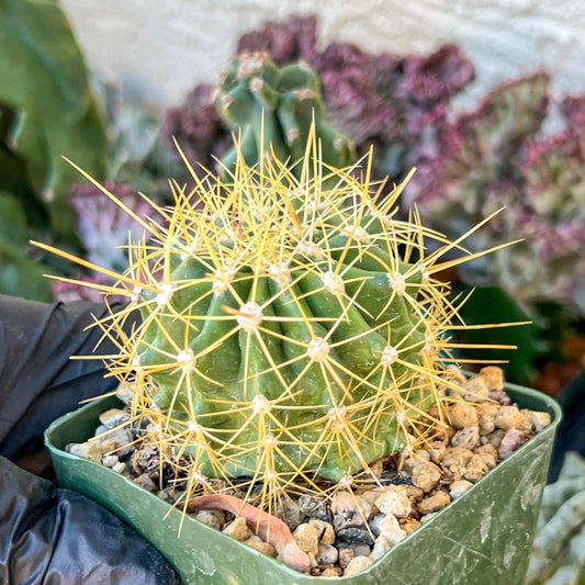 Ferocactus Pottsii Alamosanus | (C3) (r1) | 3.5Pot