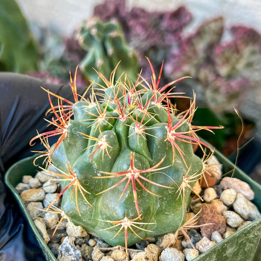 Ferocactus Viridescebs V Orcuttii Valle | (C3) (r2) | 3.5Pot