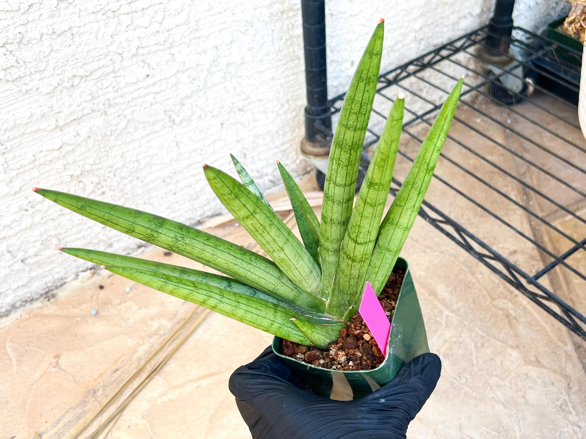 Big Sansevieria Silver Crown (#C7) (Pink) | Rare Imported Snake Plant