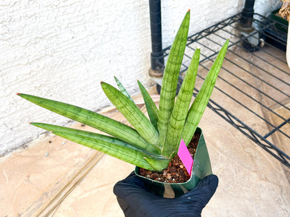 Big Sansevieria Silver Crown (#C7) (Pink) | Rare Imported Snake Plant