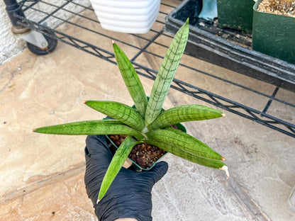Big Sansevieria Silver Crown (#C7) (Green) | Rare Imported Snake Plant