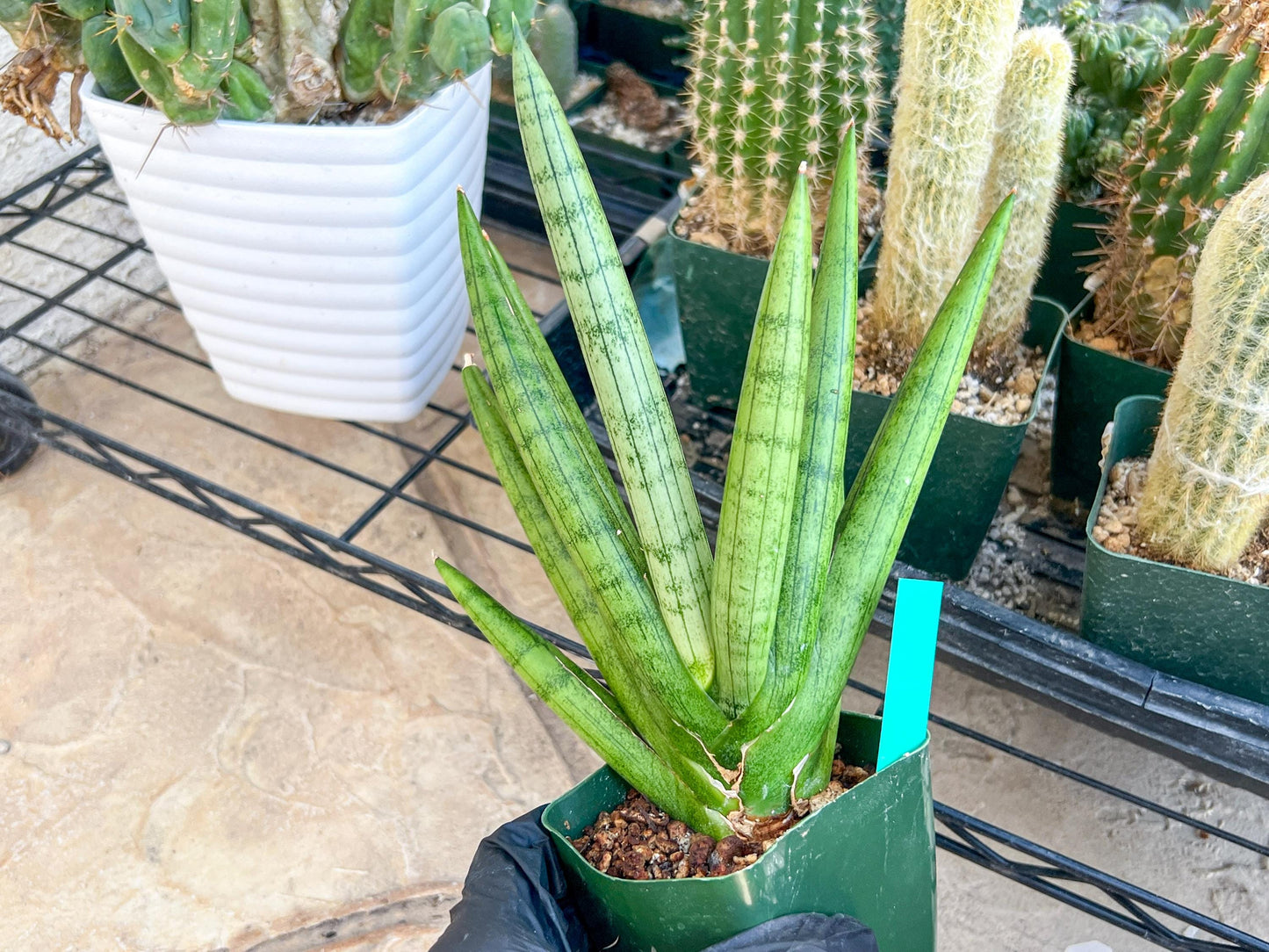 Big Sansevieria Silver Crown (#C7) (Green) | Rare Imported Snake Plant