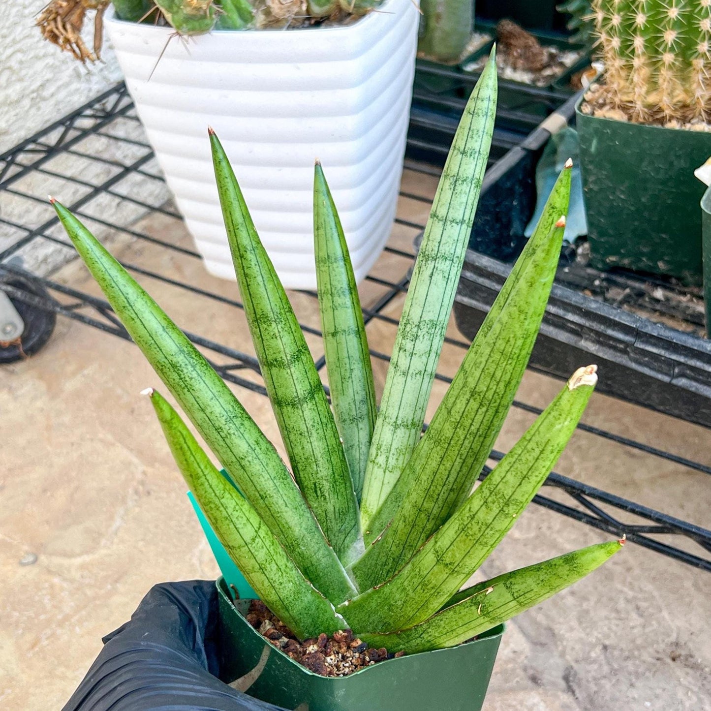 Big Sansevieria Silver Crown (#C7) (Green) | Rare Imported Snake Plant