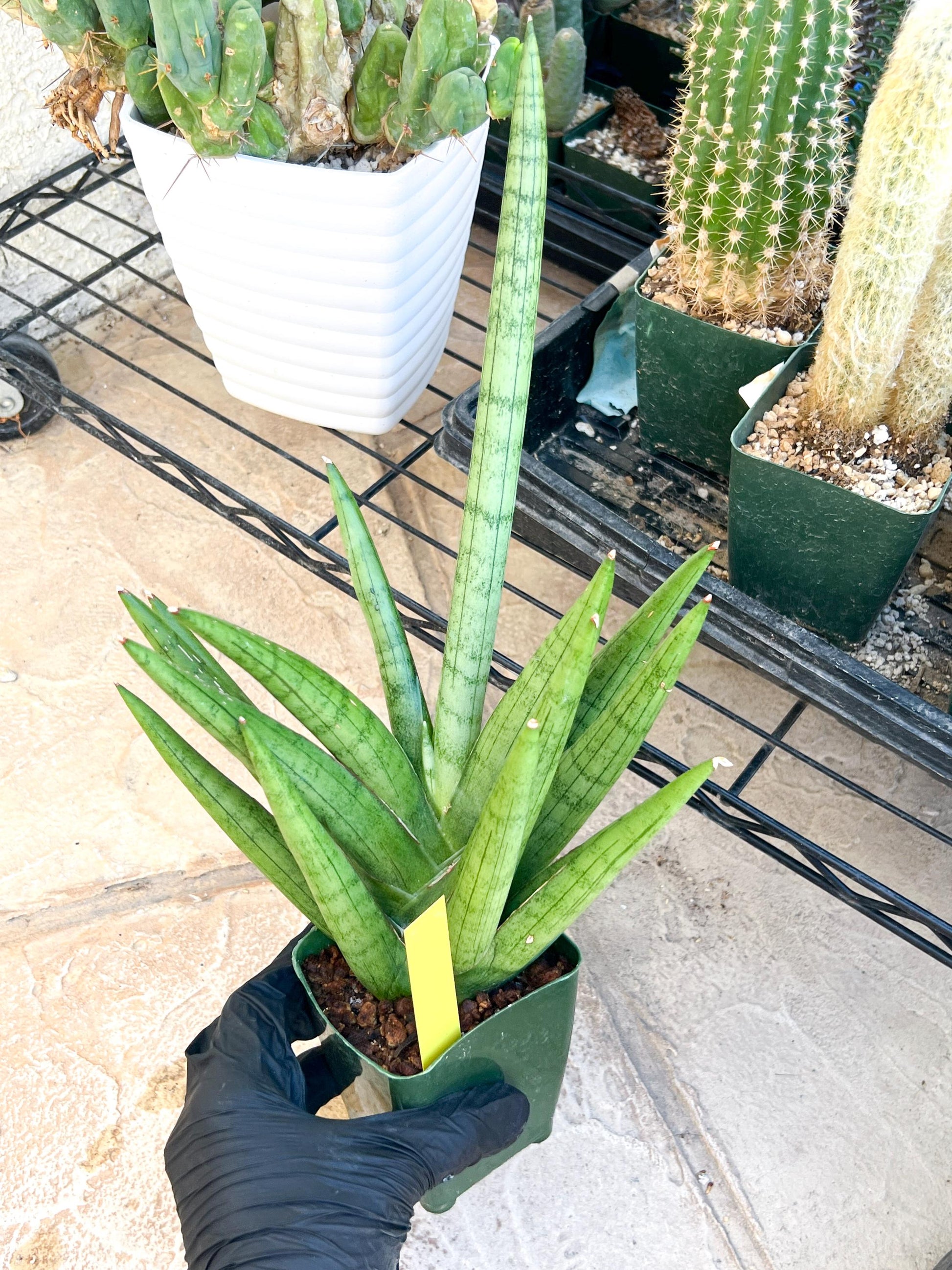 Sansevieria Silver Crown Medium (#C7) | Rare Imported Snake Plant