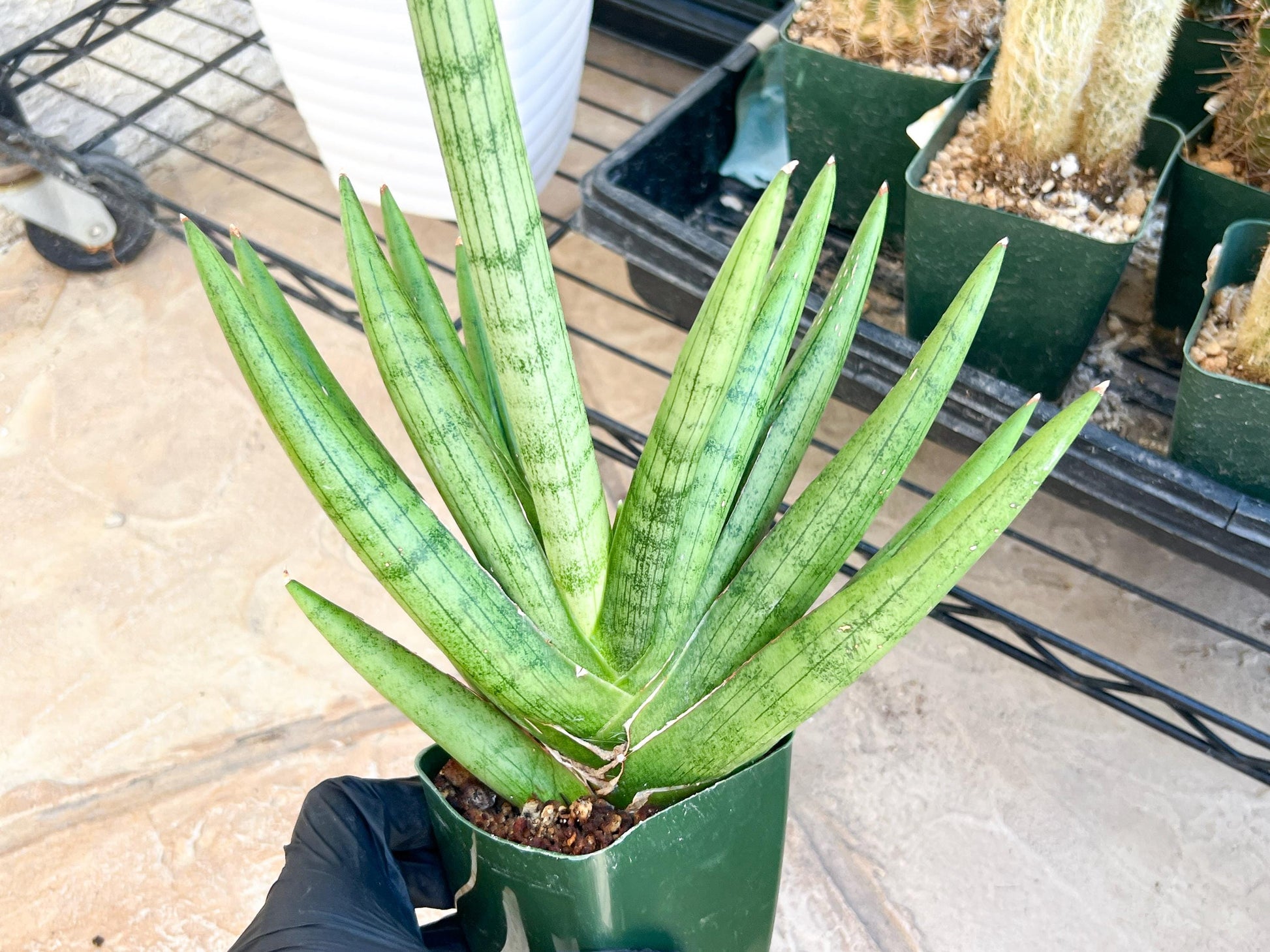Sansevieria Silver Crown Medium (#C7) | Rare Imported Snake Plant