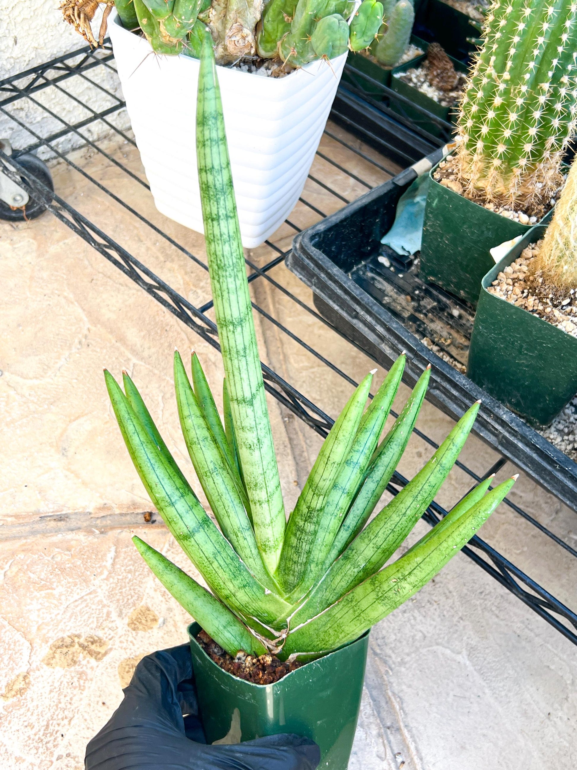 Sansevieria Silver Crown Medium (#C7) | Rare Imported Snake Plant