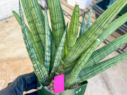 Sansevieria Rookie XXL (D7) | Minor Scar on tip