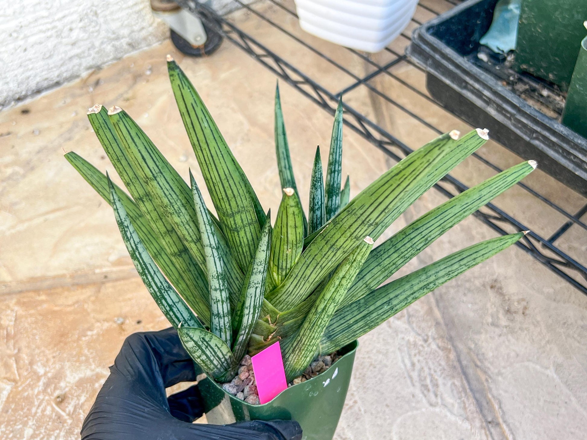 Sansevieria Rookie XXL (D7) | Minor Scar on tip