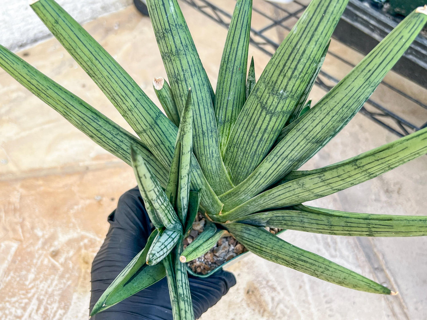 Sansevieria Rookie XXL (D7) | Minor Scar on tip