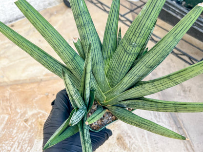 Sansevieria Rookie XXL (D7) | Minor Scar on tip