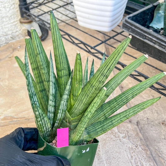 Sansevieria Rookie XXL (D7) | Minor Scar on tip