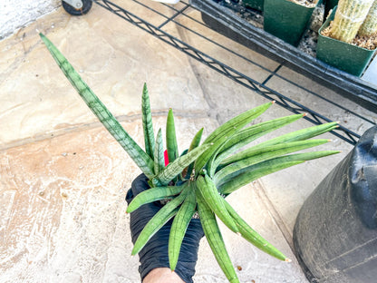 Sansevieria Silver Crown XXL (#D2) (Pink) | Imported Plants