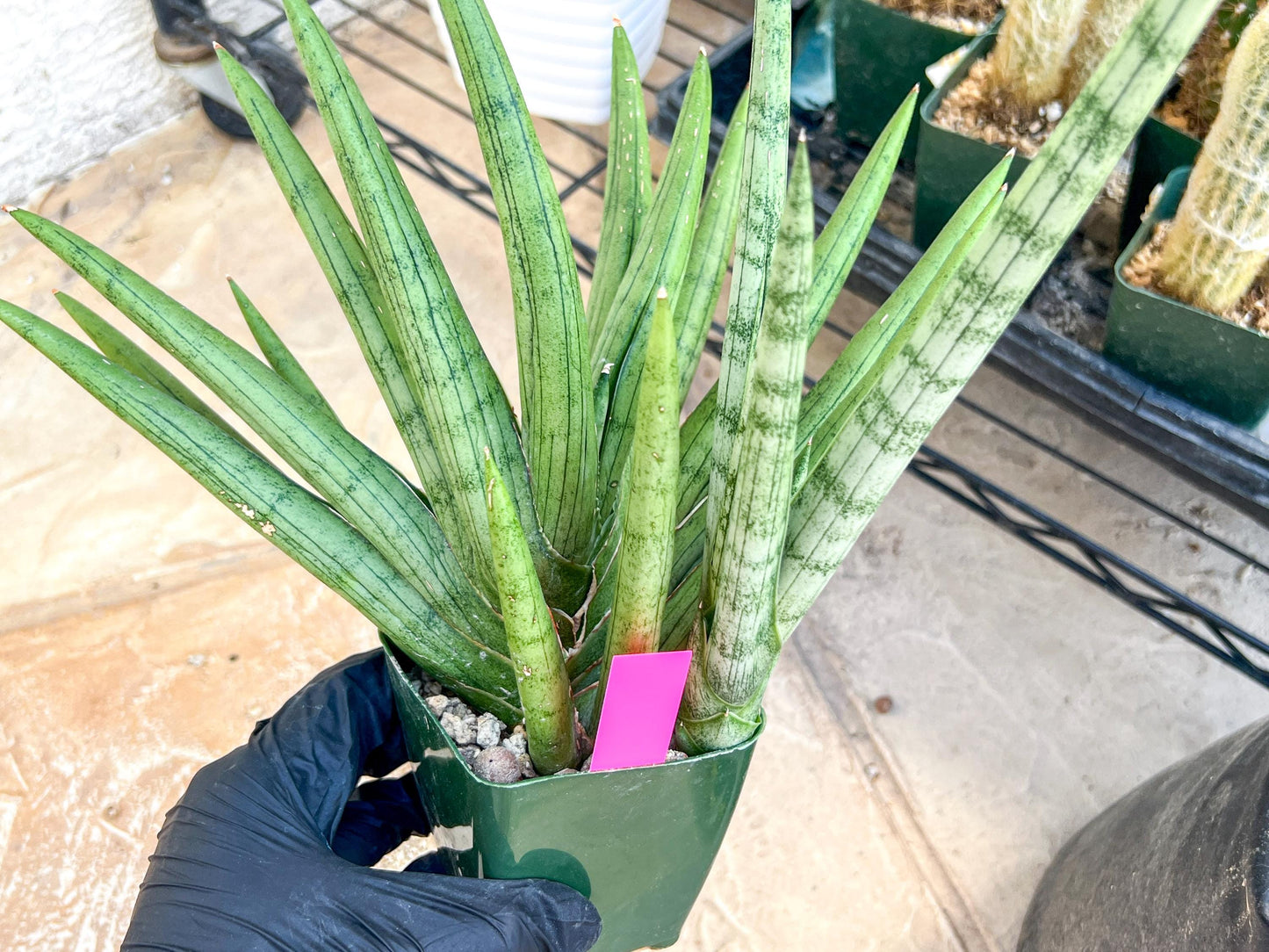 Sansevieria Silver Crown XXL (#D2) (Pink) | Imported Plants
