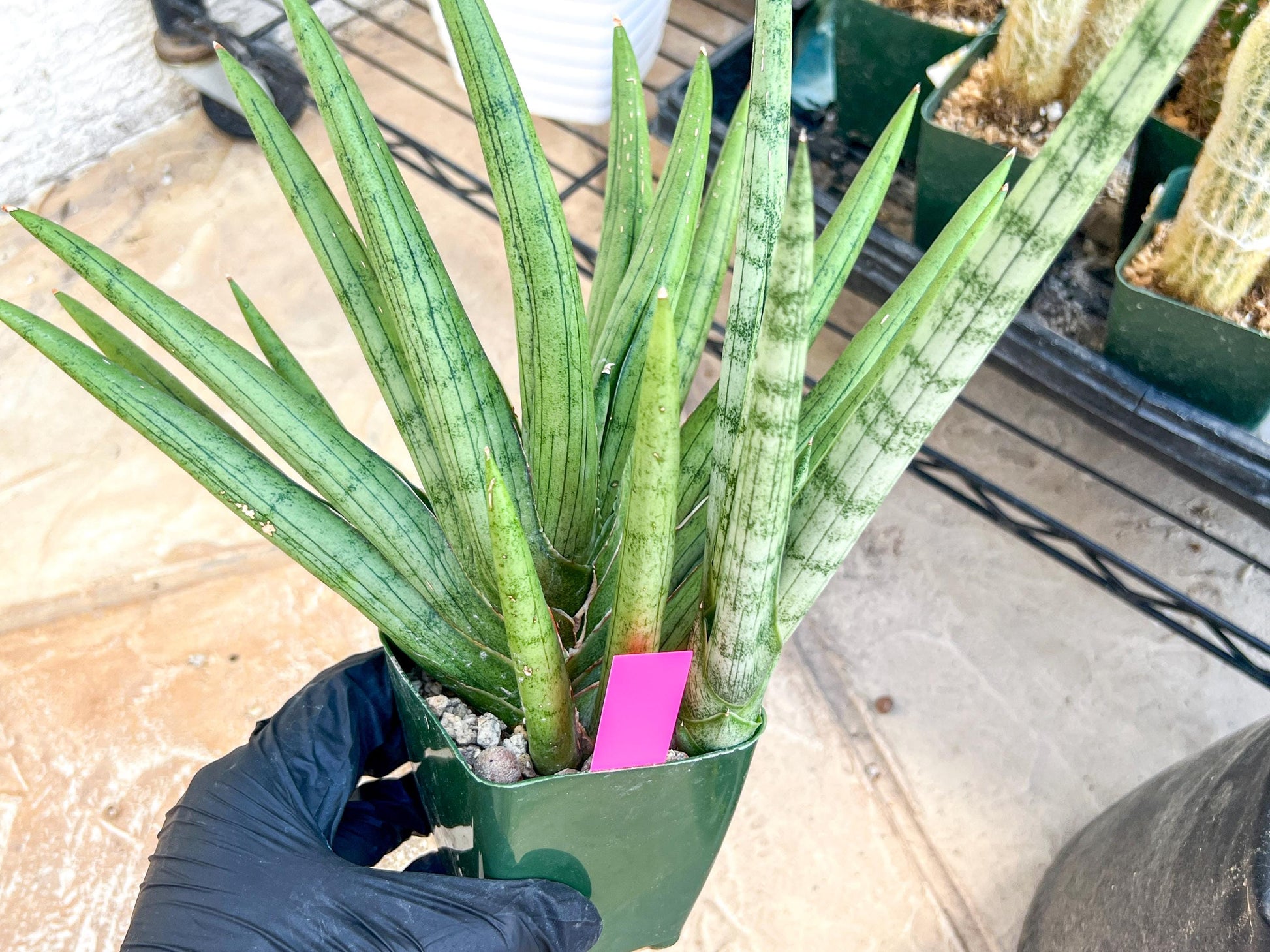 Sansevieria Silver Crown XXL (#D2) (Pink) | Imported Plants