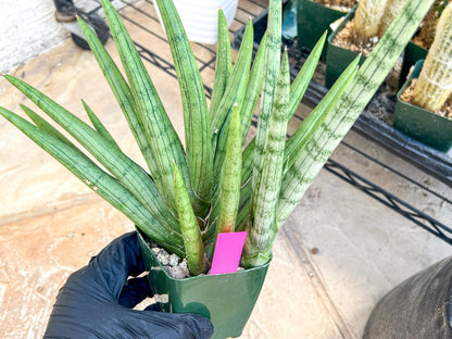 Sansevieria Silver Crown XXL (#D2) (Pink) | Imported Plants