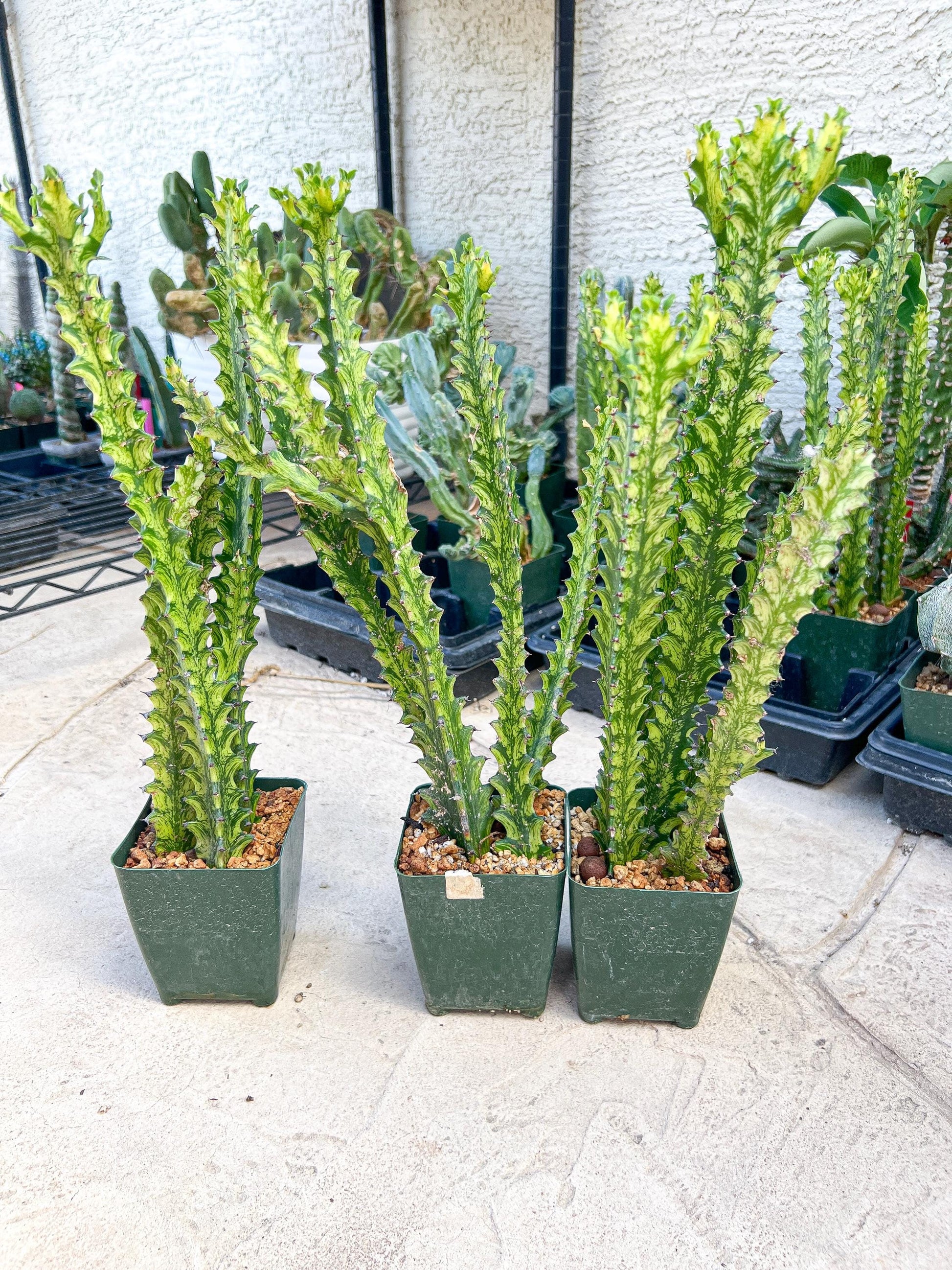 Trigona Variegated | African Milk Tree Plant | 1Pot/ 4 Plants