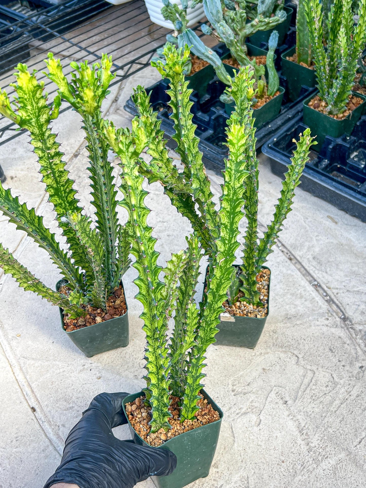 Trigona Variegated | African Milk Tree Plant | 1Pot/ 4 Plants