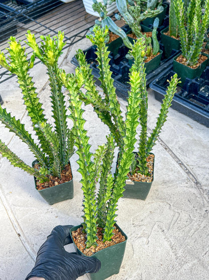 Trigona Variegated | African Milk Tree Plant | 1Pot/ 4 Plants