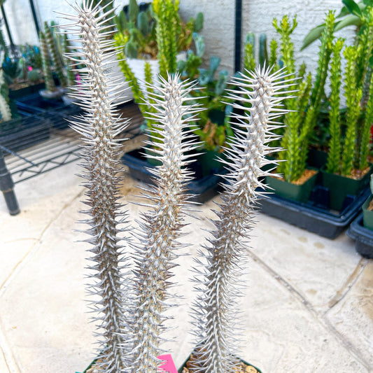Madagascar ocotillo Alluaudia procera (G1) | Rare Imported