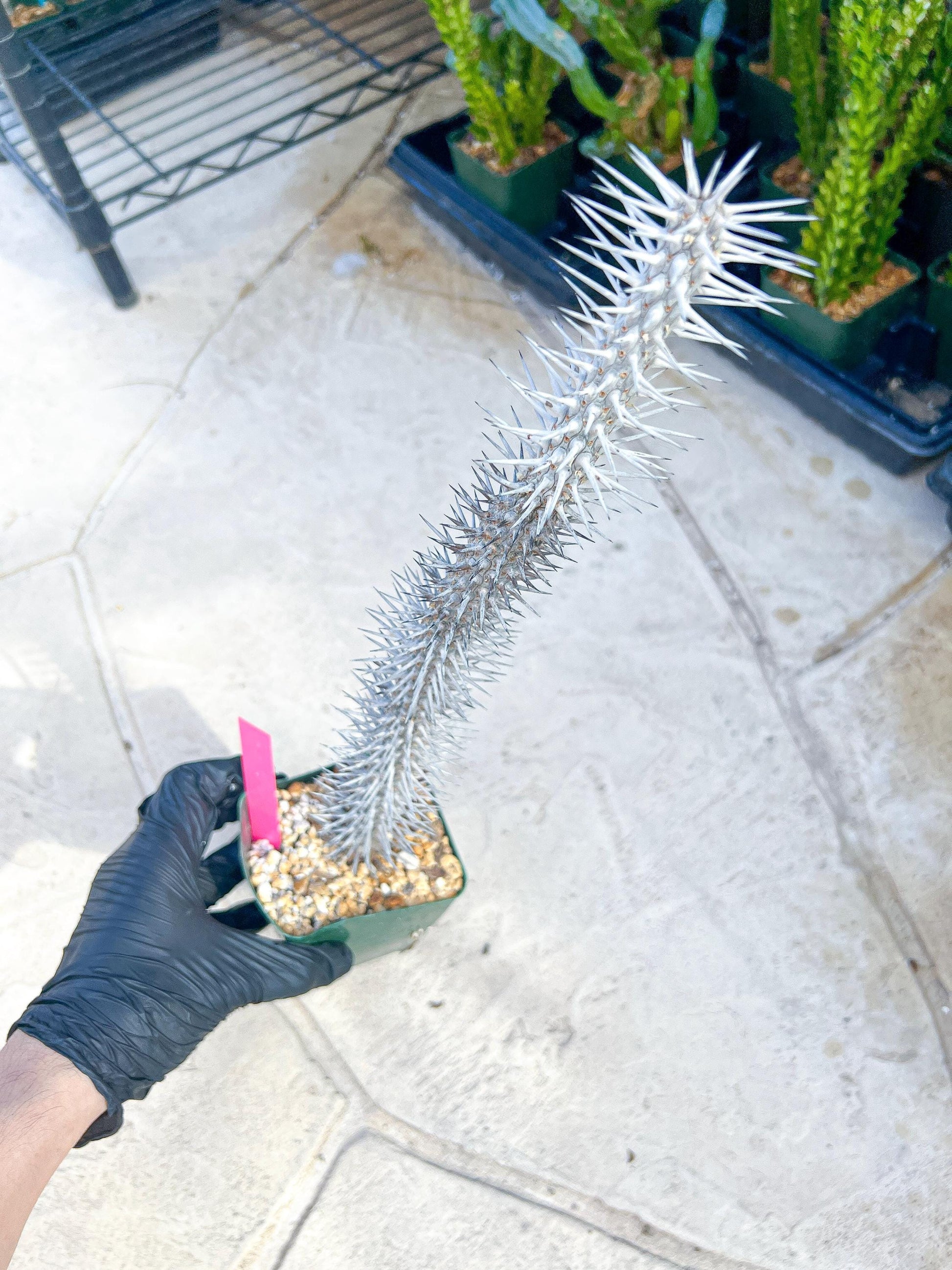 Madagascar ocotillo Alluaudia procera (G1) | Rare Imported