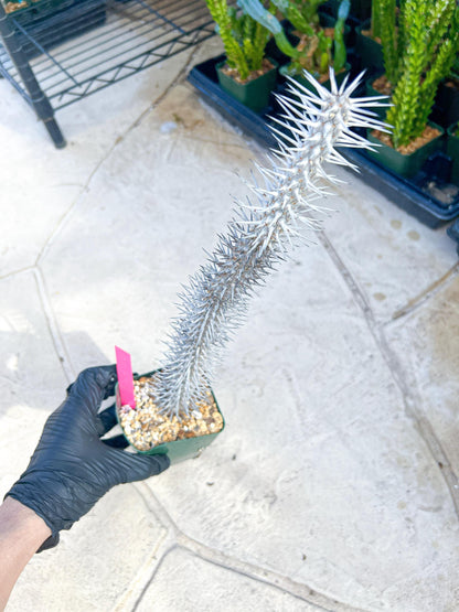 Madagascar ocotillo Alluaudia procera (G1) | Rare Imported