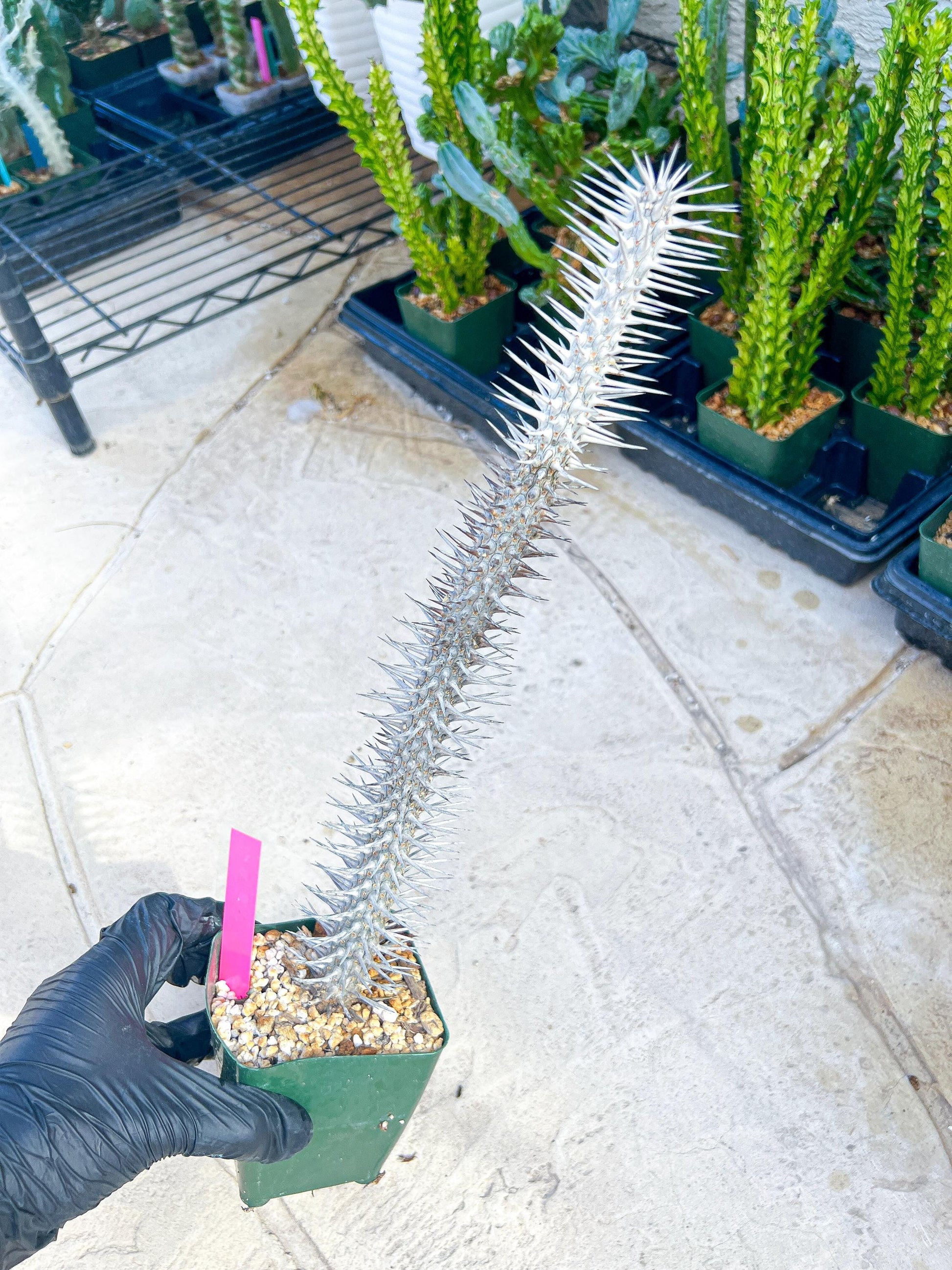Madagascar ocotillo Alluaudia procera (G1) | Rare Imported
