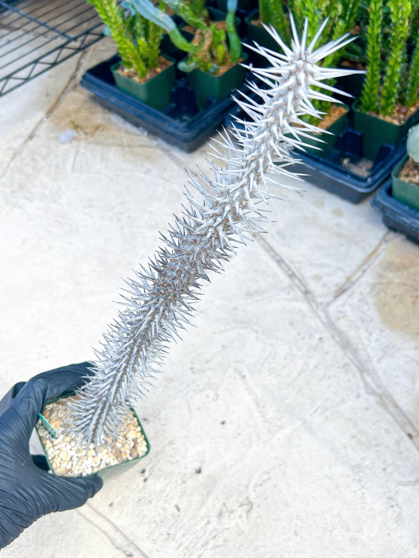 Madagascar ocotillo Alluaudia procera (G2) | Rare Imported