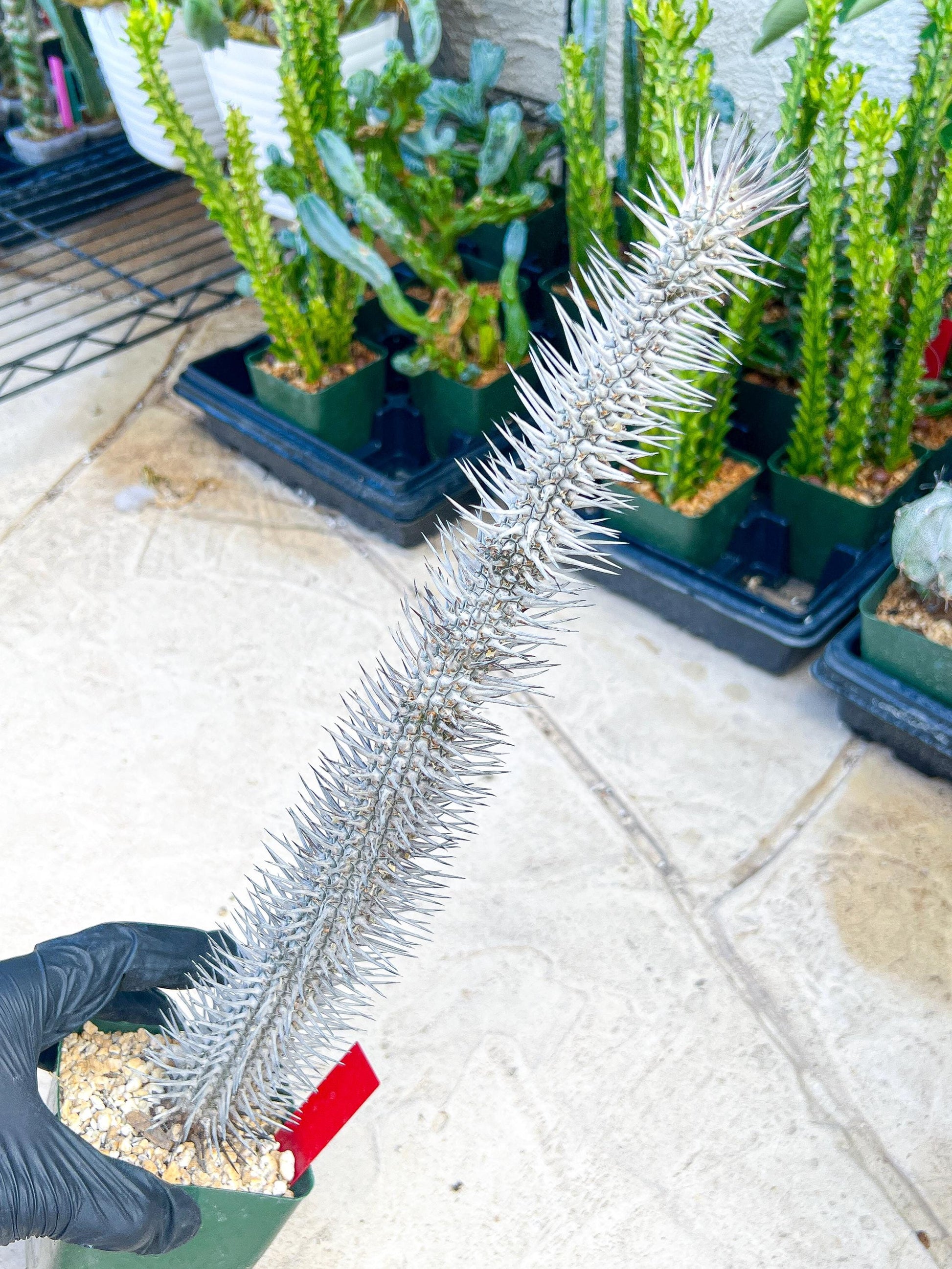 Madagascar ocotillo Alluaudia procera (G2) | Rare Imported