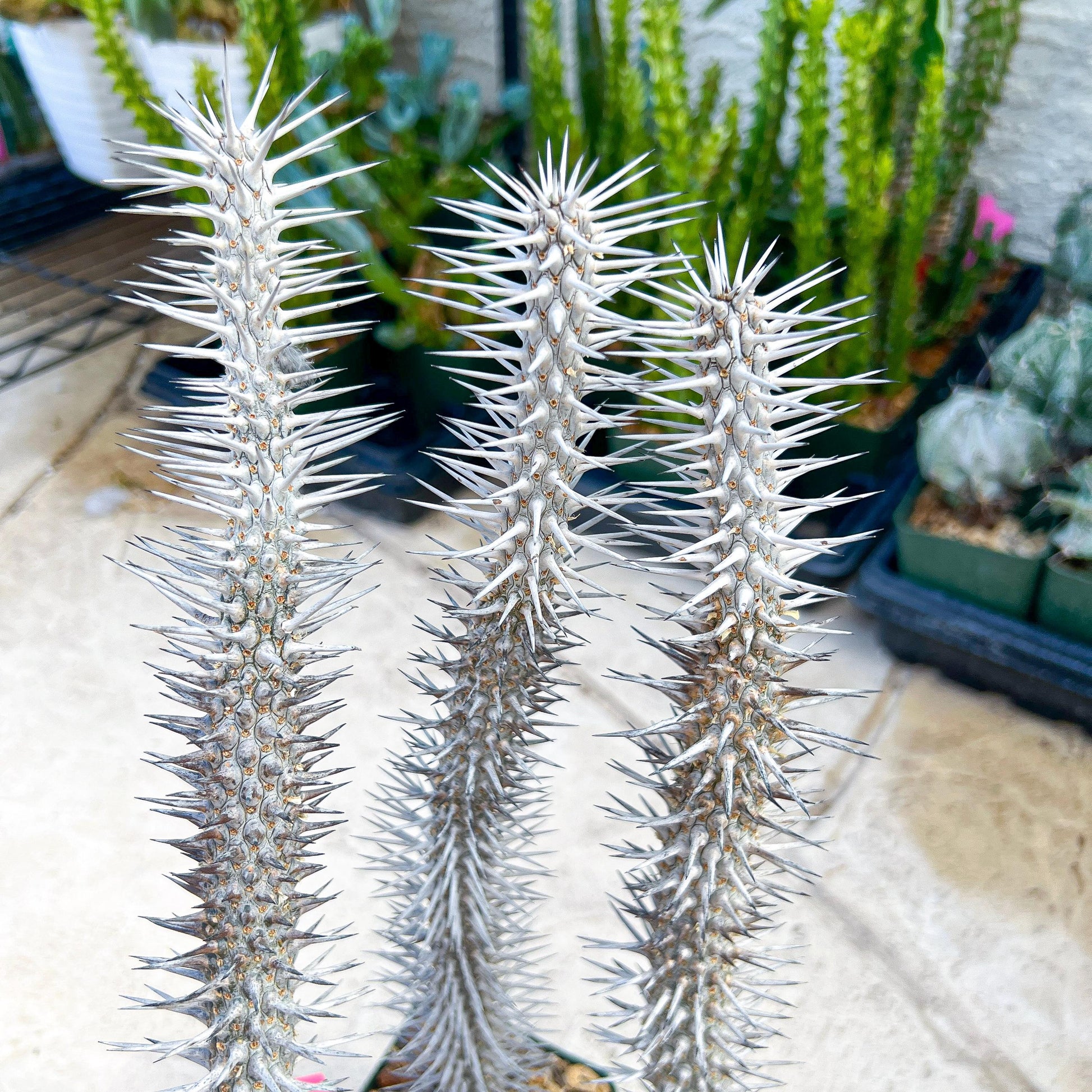 Madagascar ocotillo Alluaudia procera (G2) | Rare Imported