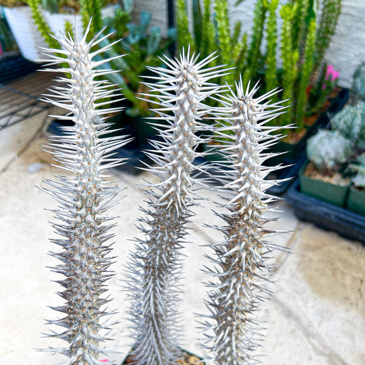 Madagascar ocotillo Alluaudia procera (G2) | Rare Imported