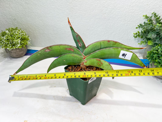 Sansevieria Banana (#1) | Scar From Shipping