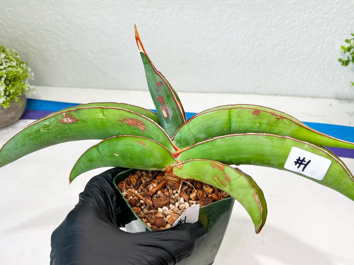 Sansevieria Banana (#1) | Scar From Shipping