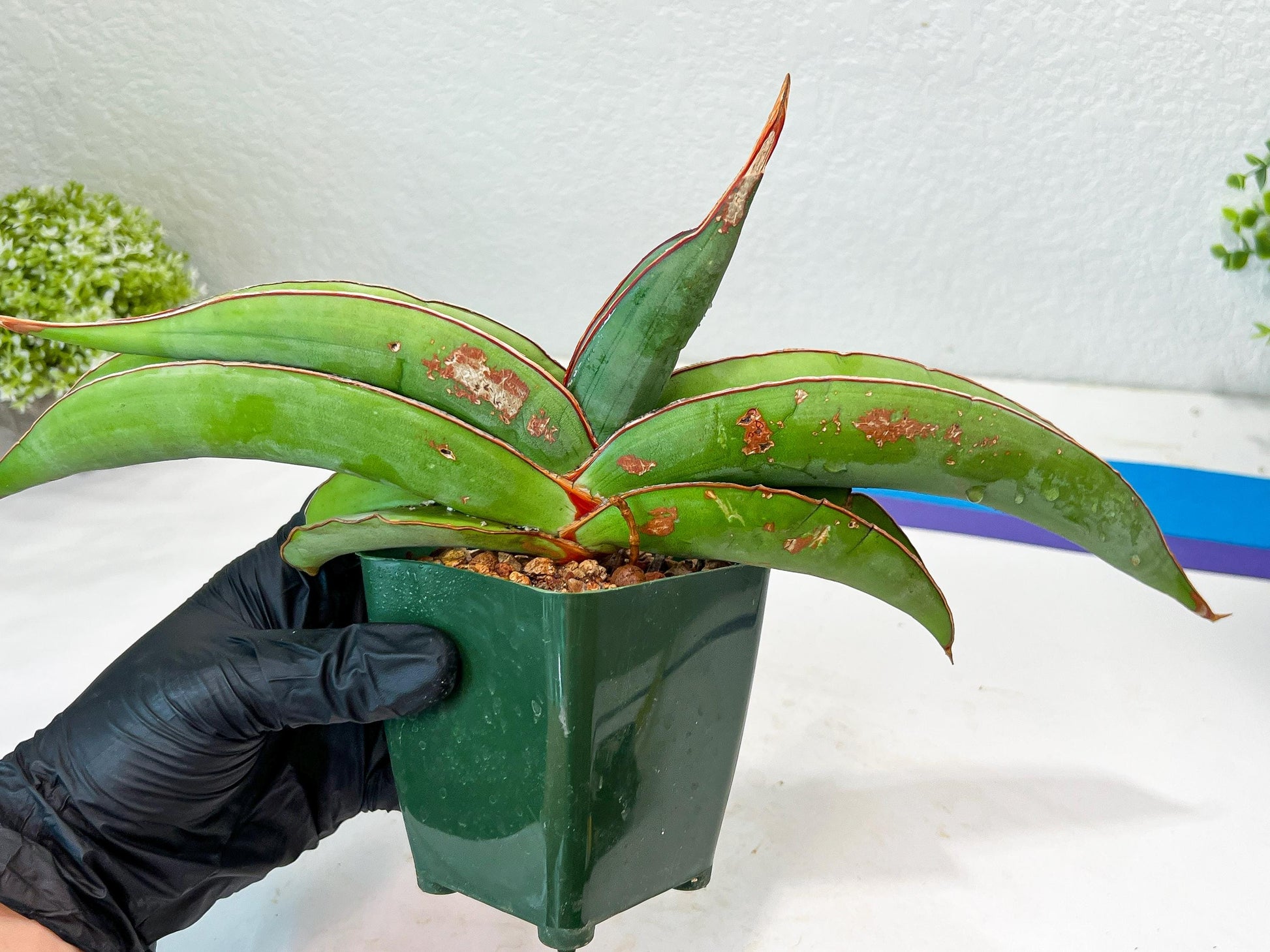 Sansevieria Banana (#1) | Scar From Shipping