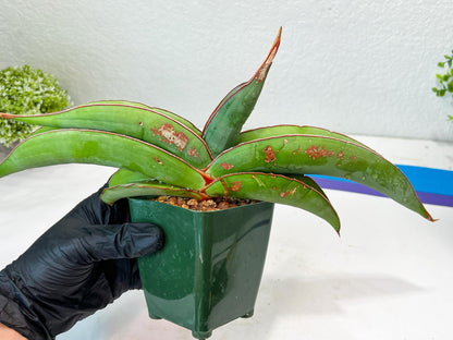 Sansevieria Banana (#1) | Scar From Shipping