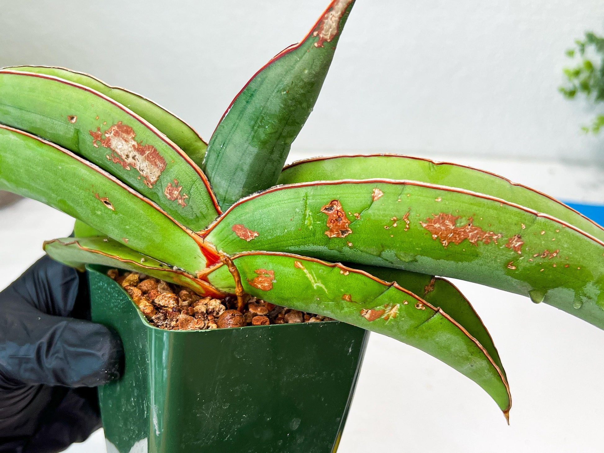 Sansevieria Banana (#1) | Scar From Shipping