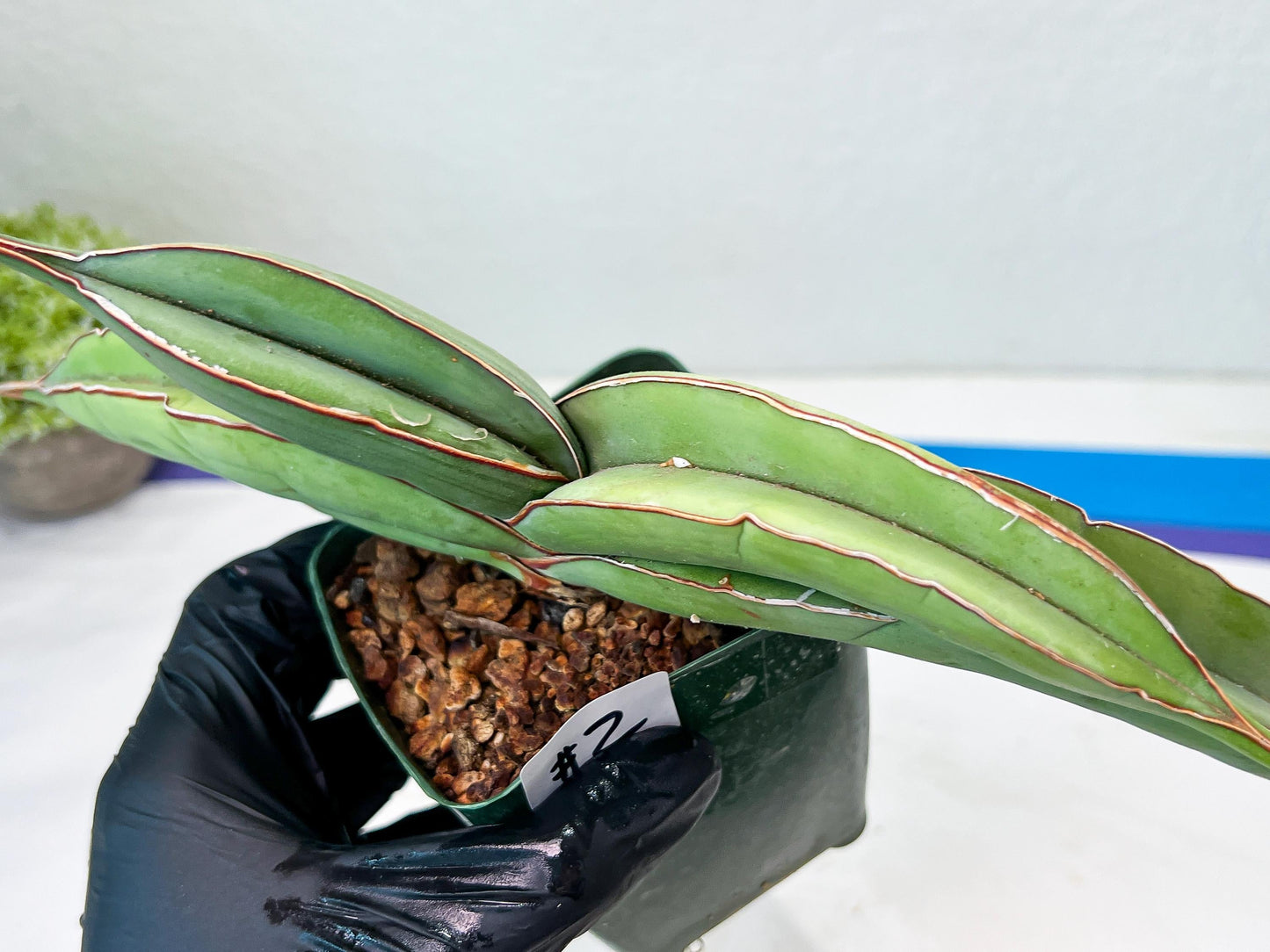 Sansevieria Banana (#1~2) | Bird Nest Plants | Rare Imported Plants
