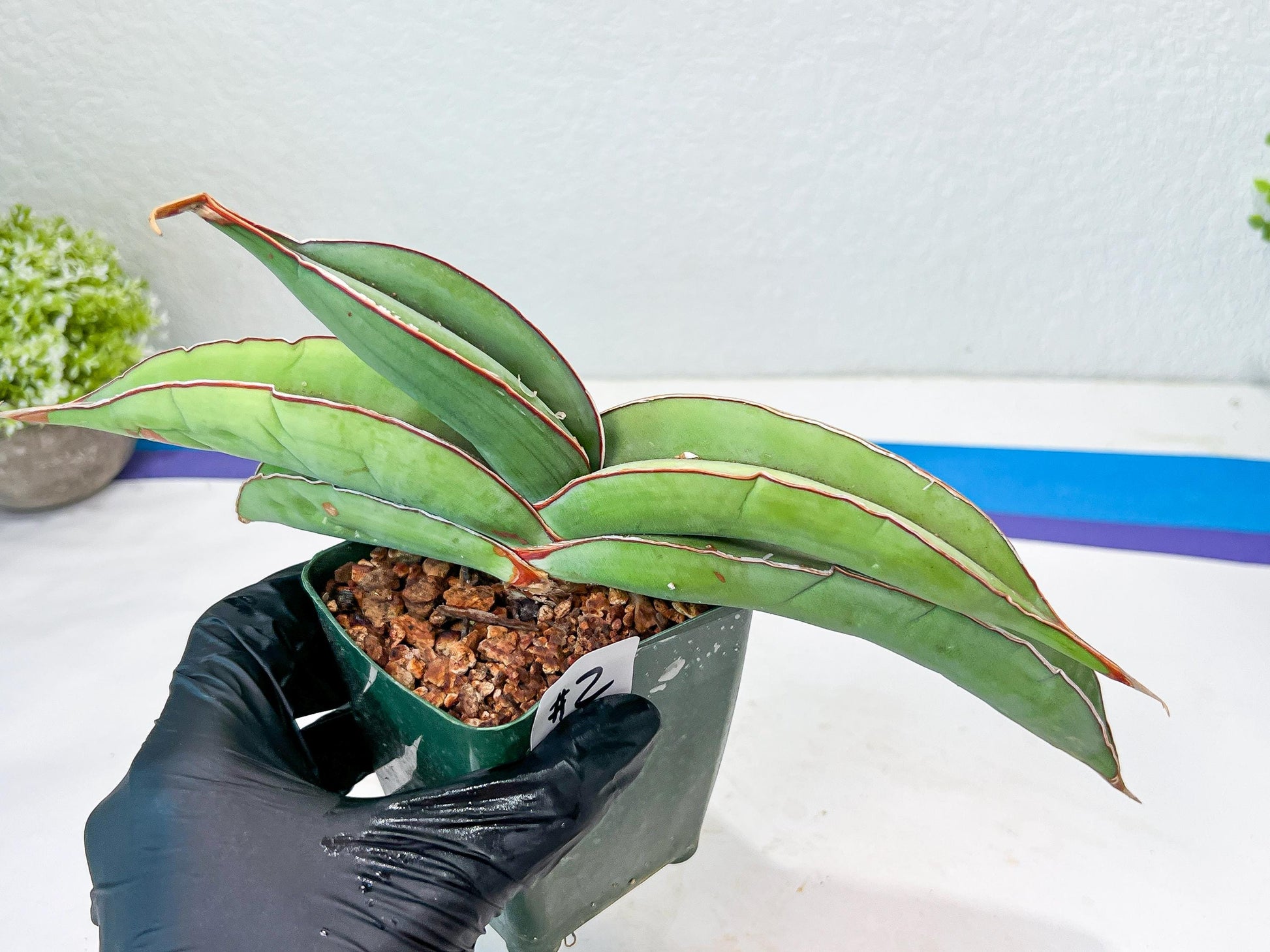 Sansevieria Banana (#1~2) | Bird Nest Plants | Rare Imported Plants