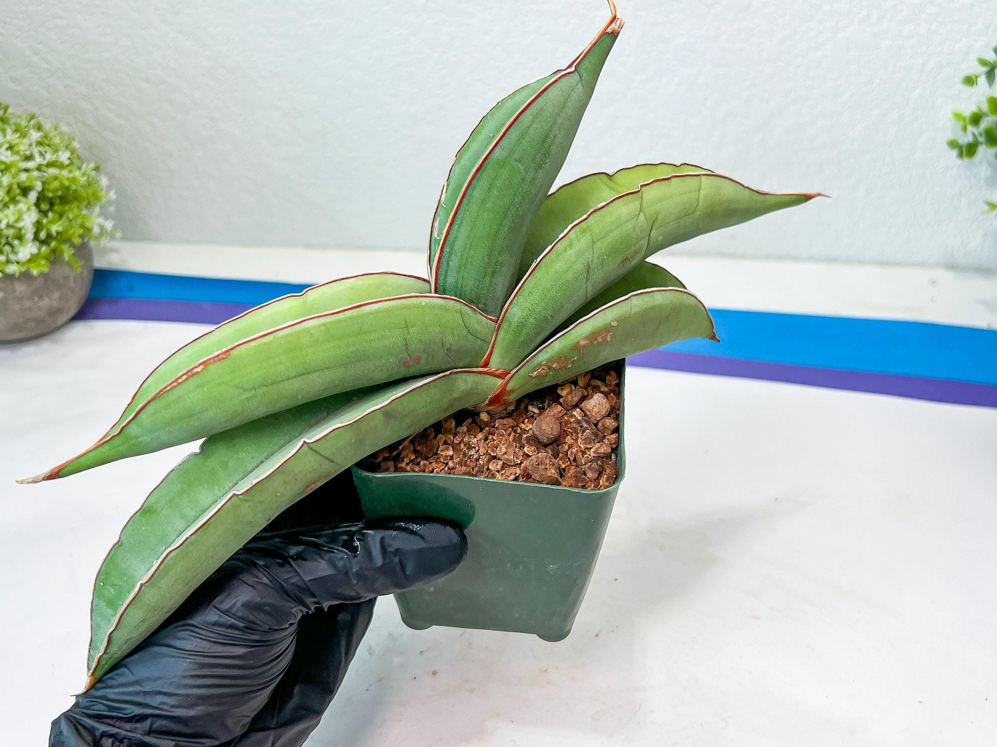 Sansevieria Banana (#1~2) | Bird Nest Plants | Rare Imported Plants